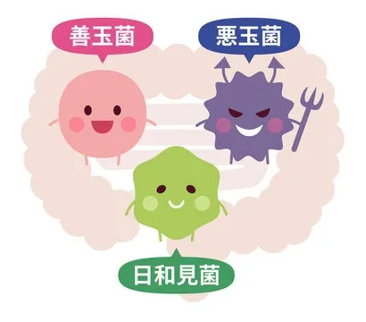 腸にやさしいダイエットで宿便を解消し腸活効果を高める実践ガイド