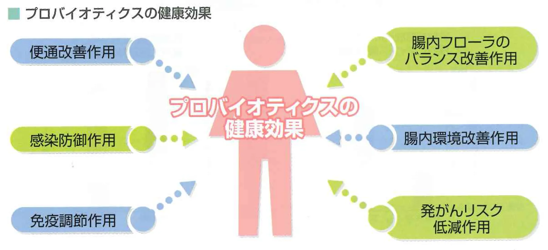 プレバイオティクスの効果で宿便対策と腸活ダイエットを成功させる方法